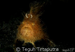 Hairy Frogfish, captured using Canon EOS 400D, Canon EF-1... by Teguh Tirtaputra 